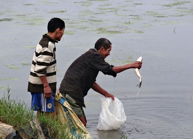 Nông dân Phú Trạch thả nuôi cá trắm.