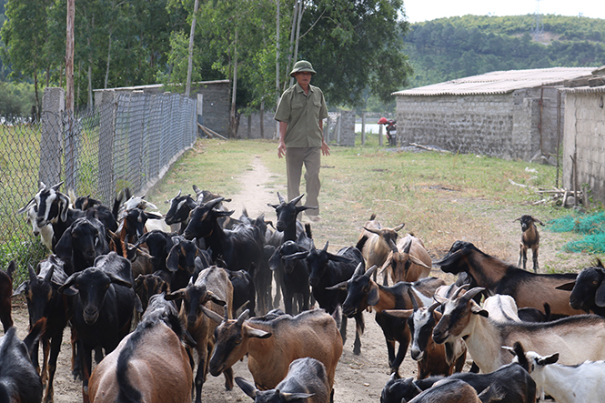Trang trại chăn nuôi tổng hợp của gia đình ông Tưởng Văn Phán, xã Quảng Phú, huyện Quảng Trạch mỗi năm mang lại   thu nhập hàng trăm triệu đồng.