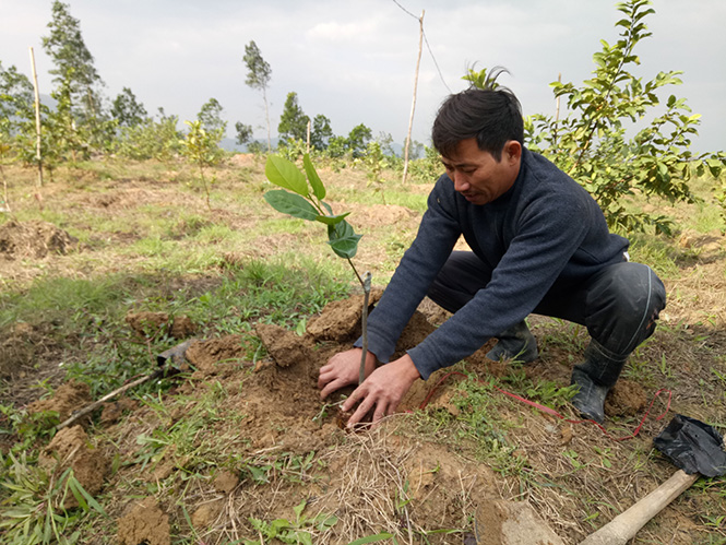 Anh Phạm Ngọc Long đầu tư trồng nhiềugiống cây ăn quả.