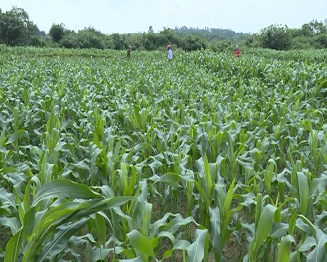 A3: Nông dân Quảng Trạch có thu nhập cao từ cây ngô trên vùng đất trồng lúa kém hiệu quả.