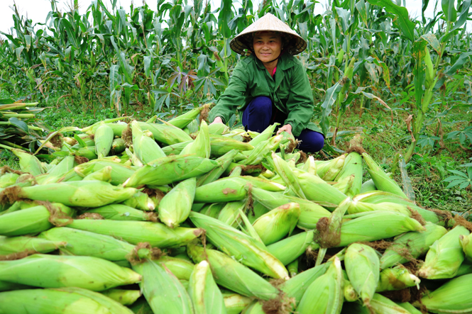 Mô hình trồng Ngô ở xã Hiền Ninh-huyện Quảng Ninh