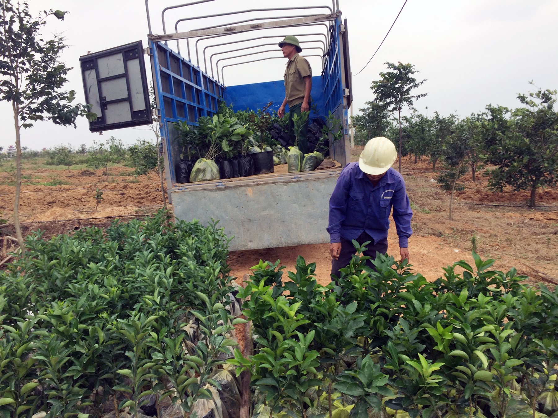 Giống cam thâm canh bảo đảm an toàn thực phẩm được  Trung tâm Khuyến nông-Khuyến ngư triển khai trồng trong tỉnh.