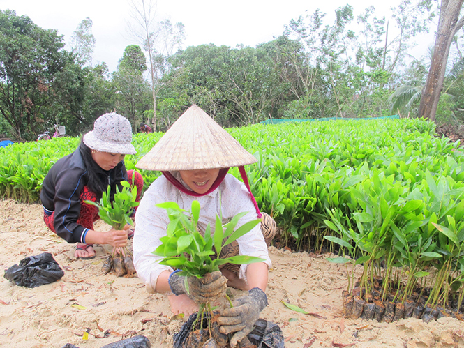 Người dân trồng rừng Quảng Hợp (Quảng Trạch) đang rất cần hỗ trợ giống.