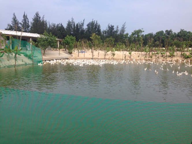 Nhiều hộ kinh doanh ở Quảng Ninh tận dụng vùng đất đồi mở rộng quy mô sản xuất vườn-ao-chuồng.