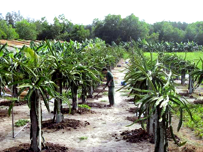  Công ty TNHH Thanh Hương (xã Hải Ninh) phát huy hiệu quả từ mô hình nuôi trồng chuẩn VietGAP.