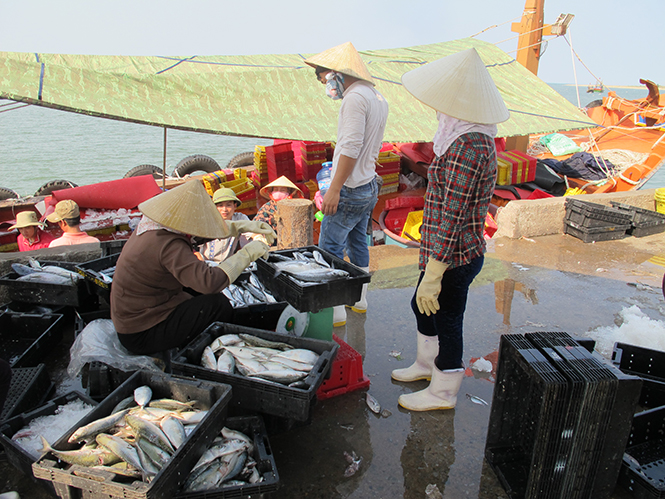  Năm 2017, sản lượng thủy hải sản huyện Quảng Trạch vượt gần 2.000 tấn so với kế hoạch.