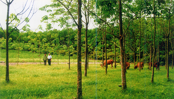 Phát triển kinh tế vườn đồi kết hợp chăn nuôi góp phần nâng cao thu nhập   cho người dân.