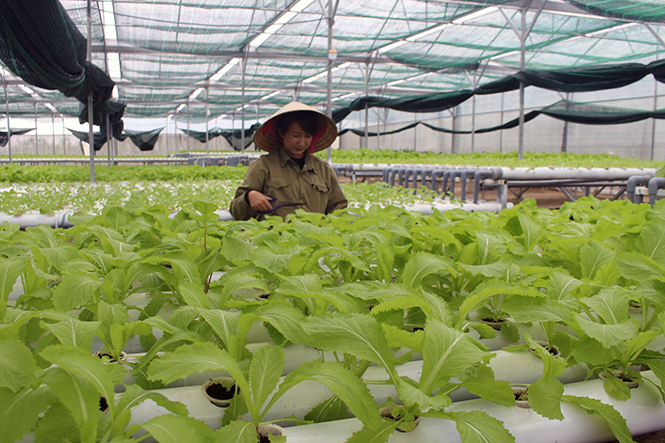 Mô hình trồng rau thủy canh bảo đảm an toàn sức khỏe của Công ty CP thực phẩm xanh Đông Dương.