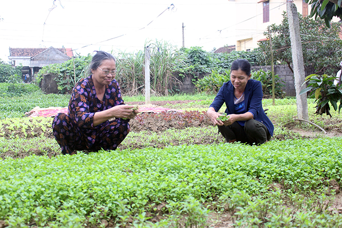 Xã Duy Ninh nỗ lực tạo ra ngành nghề phụ giúp nâng cao thu nhập cho nhân dân.