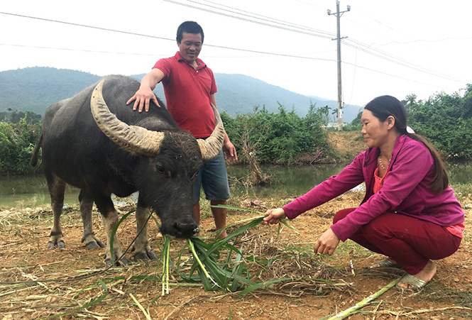 Gia đình chị Trần Thị Tú ở thôn 9, xã Hưng Trạch, Bố Trạch vay 30 triệu đồng từ chương trình hộ cận nghèo để chăn nuôi.