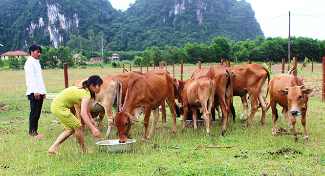Gia đình anh Phan Văn Hùng ở xã Tân Hóa, huyện Minh Hóa vay 50 triệu đồng để đầu tư nuôi bò sinh sản, mỗi năm thu về gần 100 triệu đồng.