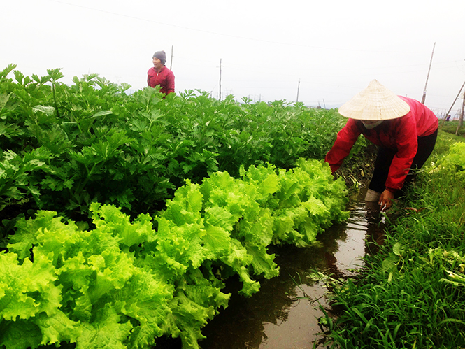 Người dân Quảng Long đang tiến hành thu hoạch rau.