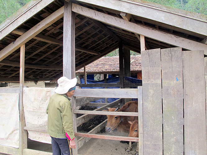 Người dân che chắn chuồng trại, giữ ấm cho đàn trâu, bò.