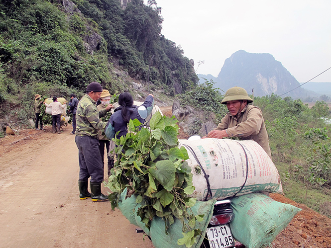  Nông dân huyện Minh Hóa cắt thêm các loại lá làm thức ăn dự trữ cho trâu, bò trong mùa rét.