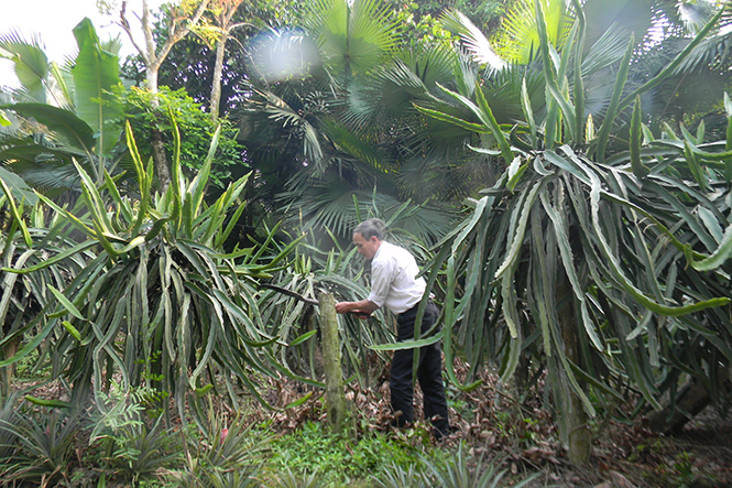 Nông dân xã Thuận Hoá thực hiện đa dạng hoá các loại cây trồng để nâng cao thu nhập.