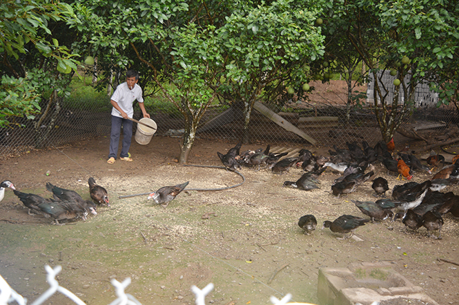 Quảng Ninh xuất hiện ngày nhiều nông dân sản xuất kinh doanh giỏi.