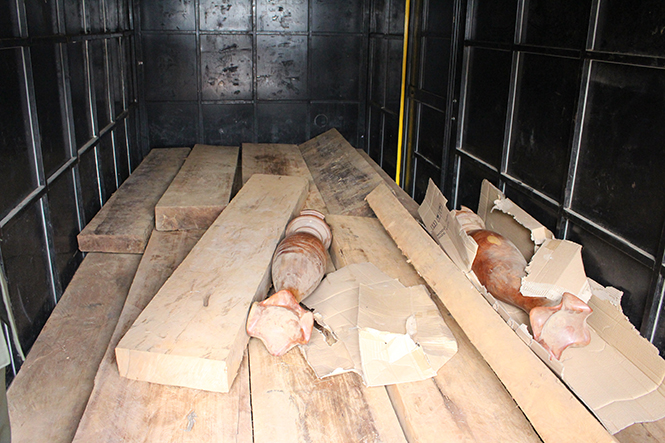 Số gỗ không có nguồn gốc hợp pháp được lực lượng chức năng thu giữ.