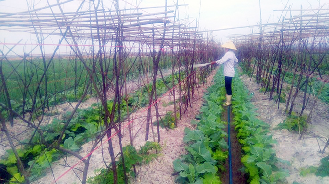 Chị Nguyễn Thị Bê đang chăm sóc ruộng rau màu của gia đình.