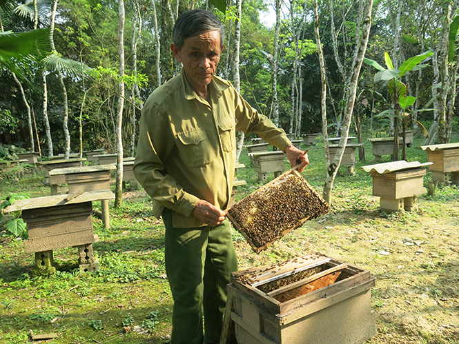 Nuôi ong lấy mật là hướng đi giúp nhiều nông dân xã Xuân Hóa thoát nghèo, làm giàu bền vững.
