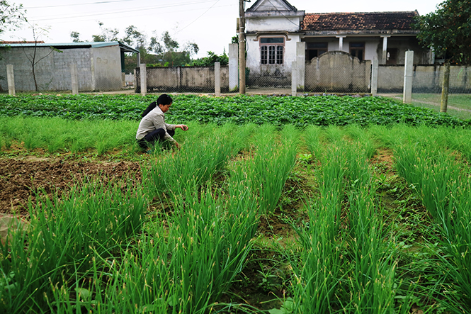 Mô hình rau sạch từ vốn ưu đãi của nông dân xã Vĩnh Ninh, huyện Quảng Ninh.