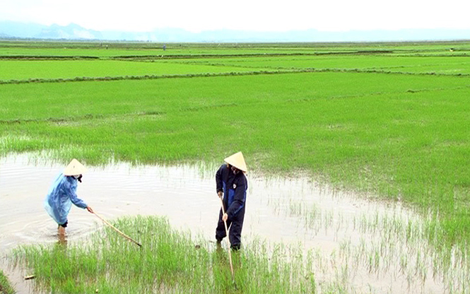 Nhiều xã, thị trấn huyện Lệ Thủy đã xuất hiện ốc bươu vàng hại lúa.