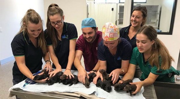 18 chú chó con mới ra đời. (Nguồn: au.news.yahoo.com)