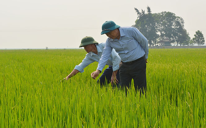 An Ninh là địa bàn trọng điểm của huyện Quảng Ninh về sản xuất lúa.