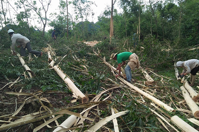 Nông dân Minh Hóa tích cực tận thu gỗ rừng trồng gãy đổ do bão.