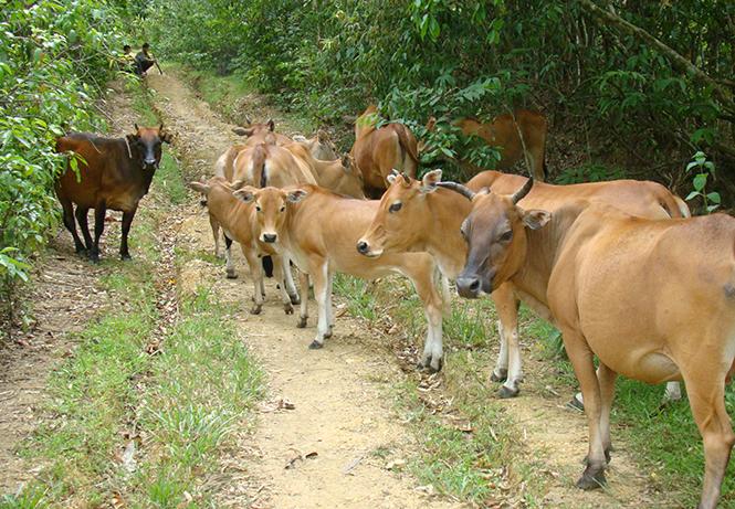 Các địa phương chú trọng triển khai tiêm vắc xin lở mồm, long móng cho đàn gia súc.