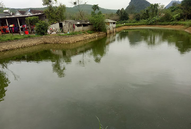 Một góc khu chăn nuôi lợn và ao cá của gia đình chị Hồ Thị Thơi.