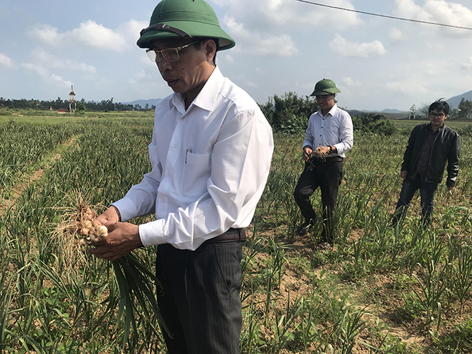Cán bộ Phòng Kinh tế, UBND thị xã Ba Đồn kiểm tra, đánh giá hiệu quả kinh tế của mô hình trồng tỏi thí điểm tại thôn Cồn Nâm.