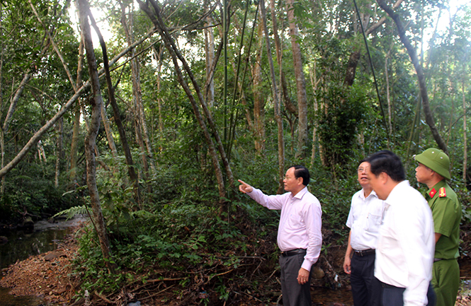 Đồng chí Phó Chủ tịch UBND tỉnh Lê Minh Ngân, kiểm tra tình hình bảo vệ và phát triển rừng ở huyện Bố Trạch.