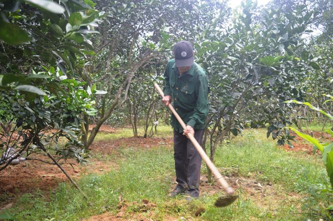 Mô hình trồng cây cam mật của ông Nguyễn Văn Thừa đã bước đầu đã đem lại hiệu quả kinh tế cao.