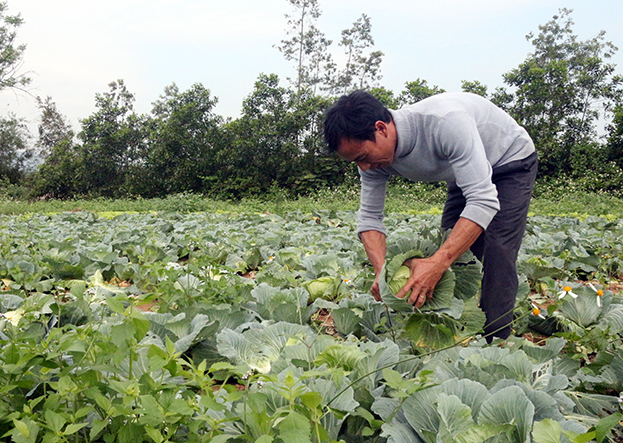 Cơ sở sản xuất rau An Nông với phương thức canh tác theo hướng hữu cơ, góp phần phát triển nông nghiệp sạch.