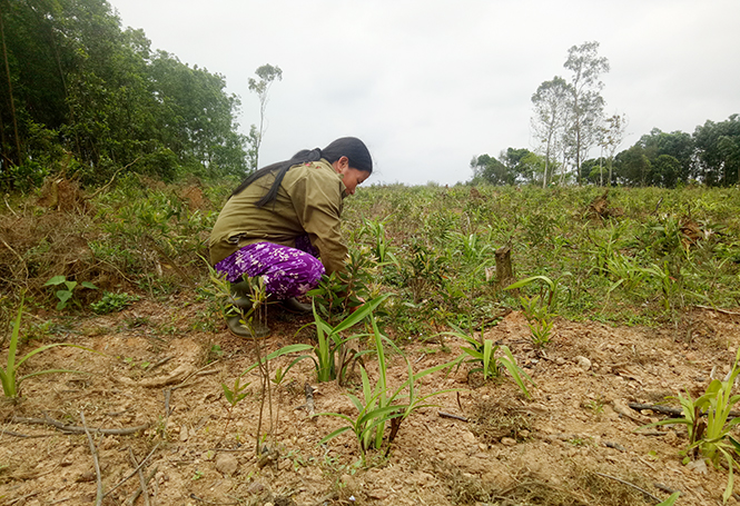 Trồng cây hương nguyên liệu giúp người dân xã Thái Thủy nâng cao thu nhập.