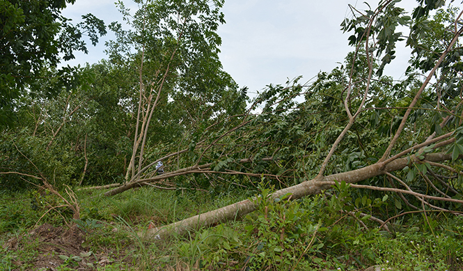 Nhiều diện tích rừng bị bão tàn phá đã tác động bất lợi đến công tác bảo vệ và phát triển rừng.