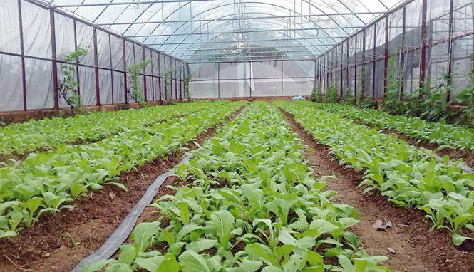 Mô hình trồng rau sạch An Nông đã phát huy được hiệu quả và dần khẳng định thương hiệu trên thị trường.