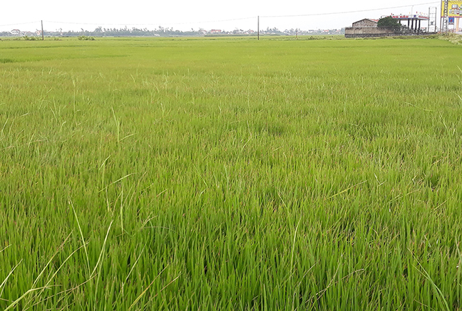 Nhiều diện tích lúa của xã Đại Trạch gần tuyến quốc lộ 1A bị vàng lá do ảnh hưởng thời tiết.