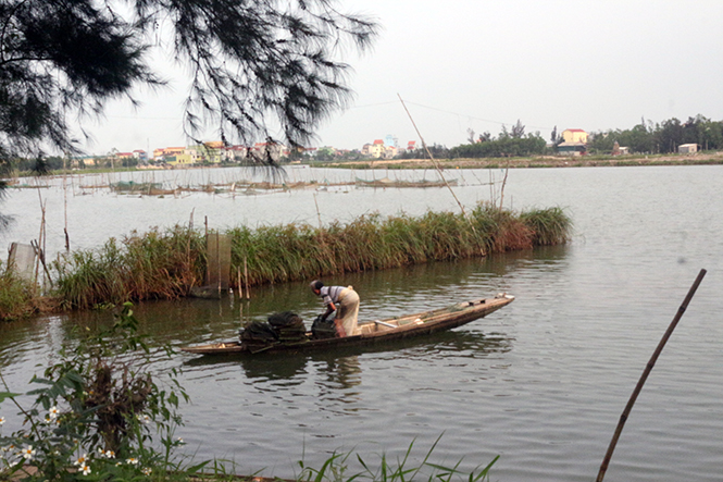 Sản lượng đánh bắt và nuôi trồng thủy sản trên địa bàn huyện Quảng Ninh đạt gần 780 tấn.