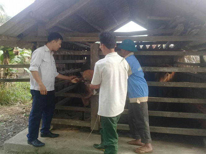 Người dân huyện Minh Hóa tiêm phòng cho đàn vật nuôi.