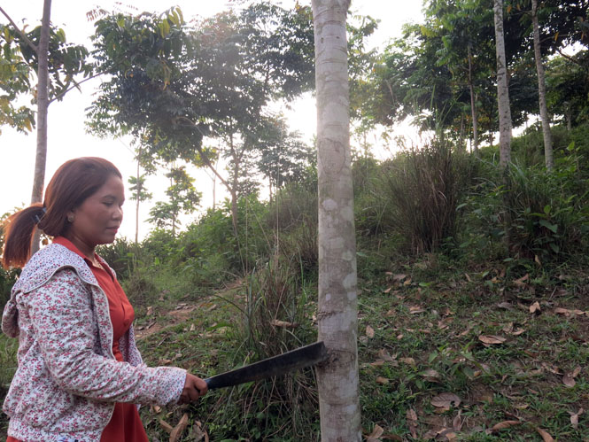 Từ nguồn vốn vay thuộc nhóm TKVVTB, nhiều hộ gia đình hội viên phụ nữ huyện Minh Hóa đã đầu tư vào chăn nuôi, trồng rừng phát triển kinh tế.