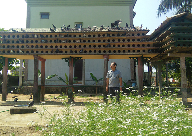 Ông Trương Quang Thắng ở thôn Nam Hồng, xã Nhân Trạch đang nuôi 400 cặp chim bồ câu.