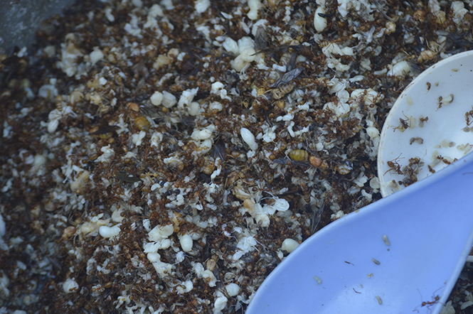 Trứng kiến, người dân Minh Hóa vừa lấy trong rừng vè để nấu món canh kiến lá bún đặc sản
