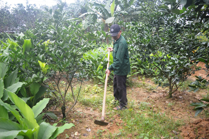 Nhiệm vụ nhằm theo dõi khả năng sinh trường, năng suất và hiệu quả kinh tế của cam chanh Vũ Quang so với cây cam mật Quảng Bình
