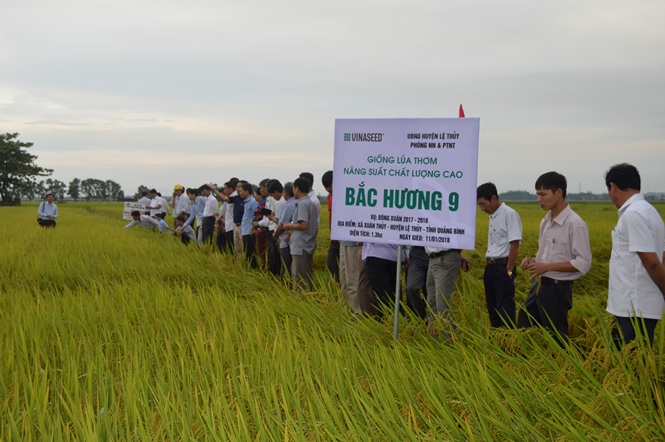 Các đại biểu tham quan mô hình sản xuất giống lúa Bắc Hương 9 HTX SXKDTMDVTH Mai Hạ (xã Xuân Thủy, Lệ Thủy)