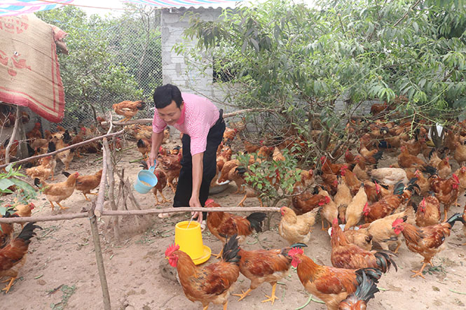 Nhờ được đào tạo nghề, nhiều nông dân huyện Quảng Trạch đã mạnh dạn mở rộng quy mô làm ăn sản xuất để vươn lên thoát nghèo, trở thành hộ khá giả.