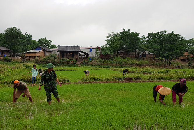 Các chiến sỹ biên phòng Đồn Biên phòng CKQT Cha Lo đang cùng người dân bản Ka Ai chăm sóc lúa nước.