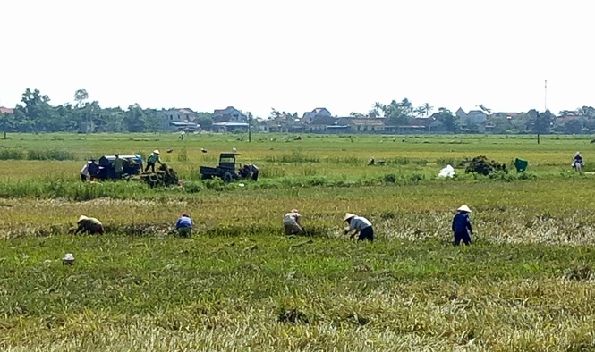 Nông dân huyện Lệ Thuỷ đang khẩn trương thu hoạch lúa đông- xuân năm 2017-2018.