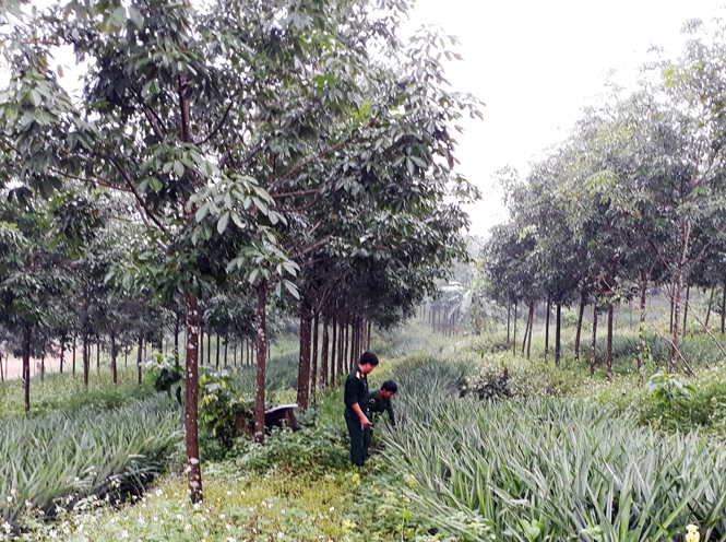 Mô hình trồng dứa dưới tán rừng cao su thích ứng với biến đổi khí hậu.