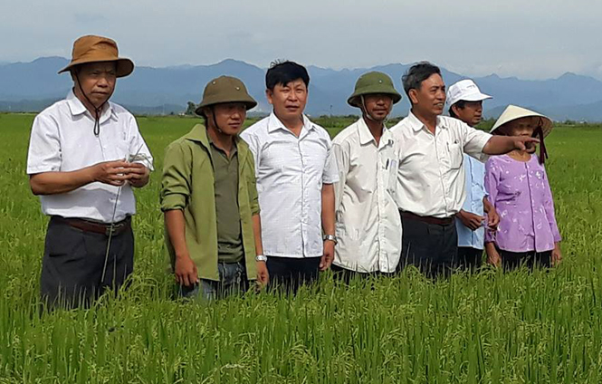 Lãnh đạo Hội Nông dân huyện Lệ Thủy thăm cánh đồng lúa lớn SRI tại thôn Lộc Thượng, xã An Thủy.